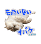 おちゃめna猫の日常（個別スタンプ：21）