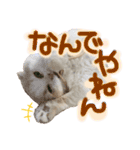 おちゃめna猫の日常（個別スタンプ：22）
