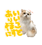 おちゃめna猫の日常（個別スタンプ：24）