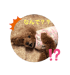 クウマシュ（個別スタンプ：2）
