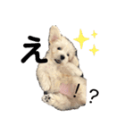 クウマシュ（個別スタンプ：5）