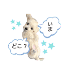 クウマシュ（個別スタンプ：15）