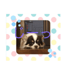 チワワのチョコタンラッキー（個別スタンプ：9）