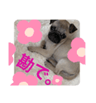 買ってね笑おぱぐスタンプ（個別スタンプ：12）