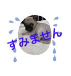 買ってね笑おぱぐスタンプ（個別スタンプ：13）