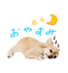 チワワさんの日常（個別スタンプ：2）