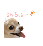 チワワさんの日常（個別スタンプ：3）
