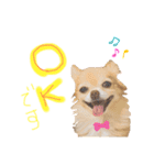 チワワさんの日常（個別スタンプ：7）