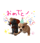チワワさんの日常（個別スタンプ：9）