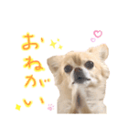 チワワさんの日常（個別スタンプ：10）