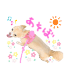 チワワさんの日常（個別スタンプ：11）