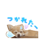 チワワさんの日常（個別スタンプ：13）