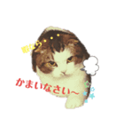スコティッシュフォールドのグーグー（個別スタンプ：1）