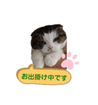 スコティッシュフォールドのグーグー（個別スタンプ：3）