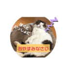 スコティッシュフォールドのグーグー（個別スタンプ：8）