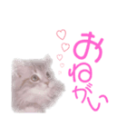 ミヌエットのこんにゃくくん。（個別スタンプ：2）