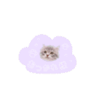 ミヌエットのこんにゃくくん。（個別スタンプ：9）