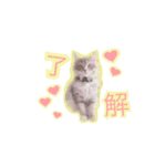 ミヌエットのこんにゃくくん。（個別スタンプ：14）