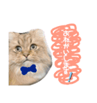 バロンスタンプ☆！part2（個別スタンプ：1）
