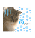 バロンスタンプ☆！part2（個別スタンプ：3）