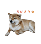 柴犬ゆりちゃん（個別スタンプ：1）