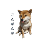 柴犬ゆりちゃん（個別スタンプ：3）