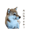 柴犬ゆりちゃん（個別スタンプ：10）