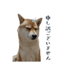 柴犬ゆりちゃん（個別スタンプ：15）