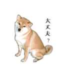 柴犬ゆりちゃん（個別スタンプ：23）
