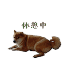 柴犬ゆりちゃん（個別スタンプ：30）