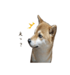 柴犬ゆりちゃん（個別スタンプ：36）