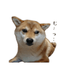 柴犬ゆりちゃん（個別スタンプ：39）