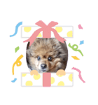 チョコ 色々な顔（個別スタンプ：1）