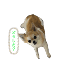 ちわっちー 4（個別スタンプ：5）