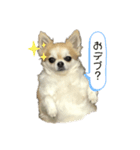 ちわっちー 4（個別スタンプ：6）