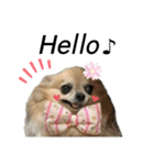ちびまゆちゃんちのワンコたち（個別スタンプ：3）