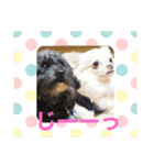 よこ'sペットたちのスタンプ（個別スタンプ：1）