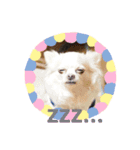 よこ'sペットたちのスタンプ（個別スタンプ：2）