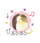 よこ'sペットたちのスタンプ（個別スタンプ：3）