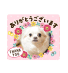 よこ'sペットたちのスタンプ（個別スタンプ：7）