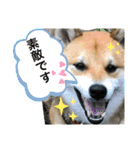 じゅじゅときんた②（個別スタンプ：1）