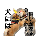 じゅじゅときんた②（個別スタンプ：3）