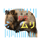 じゅじゅときんた②（個別スタンプ：4）