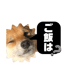 じゅじゅときんた②（個別スタンプ：25）