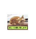 挨拶希望（個別スタンプ：7）
