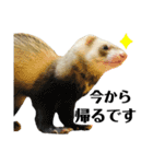 敬語で喋る♩フェレットのちぃ（個別スタンプ：14）