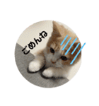 ジェラピスタンプ（個別スタンプ：3）