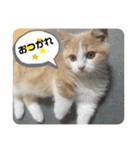 ジェラピスタンプ（個別スタンプ：4）