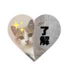 ジェラピスタンプ（個別スタンプ：5）