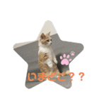 ジェラピスタンプ（個別スタンプ：9）